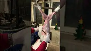 How Russians Butcher their Rabbits