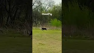Wild pig caught on camera #shorts