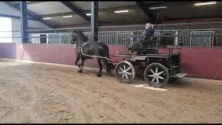 Equin 4593