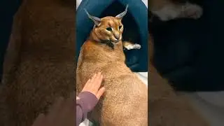 злой Шлёпа