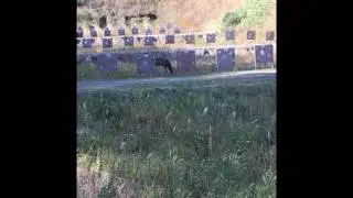 射撃場に現れたシカ！