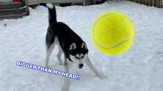 I Bought My Husky a MASSIVE Tennis Ball!