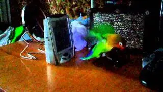 А funny parrot rides the goggles like a merry-go-round #parrot  #funny #video