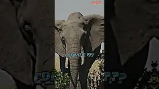 Strongest Animal Ending the Debate