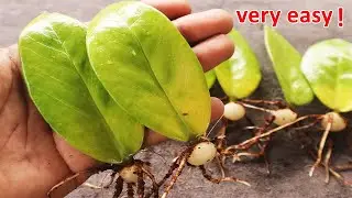 How to easily propagate zz plant with leaves