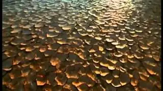 ReVel - summer DUB clip