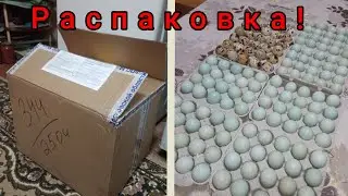Распаковка посылки с перепелиными яйцами!