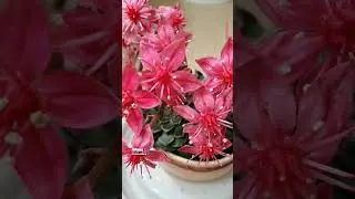 Graptopetalum Bellum. Или Тацитус красивый. Граптопеталум красивый (беллум). Или Мексиканская звезда