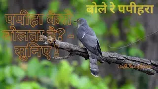 पपीहा || बोले रे पपीहरा || Common hawk-cuckoo - पपीहा कैसे बोलता है? - सुनिए ! - Brainfever Bird