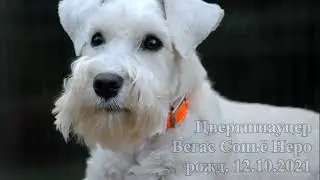 Цвергшнауцер Вегас, экзамен по общему курсу дрессировки (ОКД) 26 08 2023