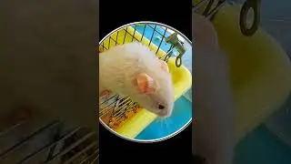 #Shorts Побег из Шоушенка. Смешные Хомячки. Милота Видео с Хомячками. Шортс Видео Shorts Животные