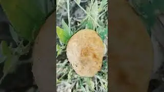 грибы 🍄🍄🍄