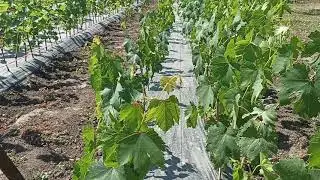 Будні. Виноградник за півтори хвилини
