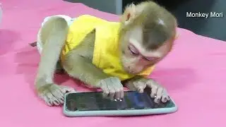 Wow Supper Smart!! Baby Monkey Mori Play Pirate King Game In Phone