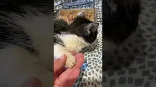 НОВЫЕ БОЛЬНЫЕ КОТЯТА 