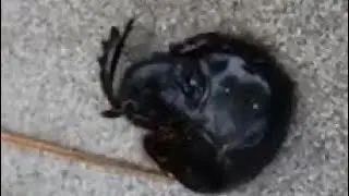 Ulnown creature in Christmas Present (story time)