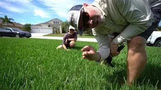 Not Enjoying The Mow At Allyn Hane 