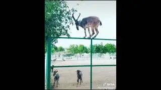 Ашхабадский зоопарк