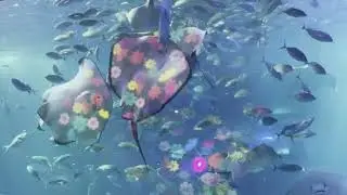 휴식 할때 듣는 노래 영상, 제주 아쿠아리움(jeju island aqua planet) - 1HOUR