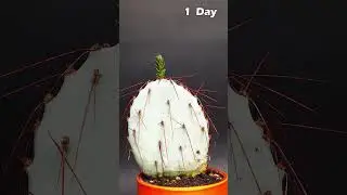 Cactus Growing Time-Lapse