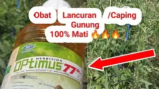 Obat Lancuran caping gunung