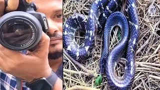 Common Krait Snake | Snakes Video | Common Krait Snakes Documentary | কালাচ সাপ 