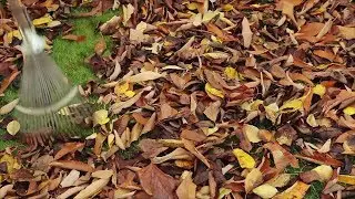 It Turns Out You Really Shouldn't Rake The Leaves in Your Yard | Southern Living