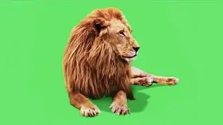 Animated Lion Green Screen+Free Download || Lion Green Screen