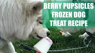 Berry PUPsicles Recipe for Summer