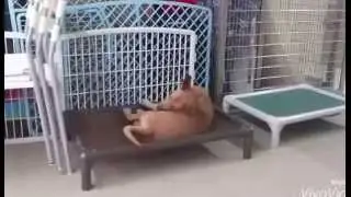 Self-entertaining puppy Troy with his tennis ball