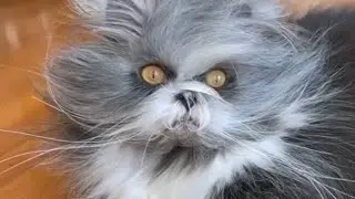 САМОЕ смешное ВИДЕО с котами.#коты #смешноевидео#приколыскотами#funnyvideo#ютубвидео#like#cats#love