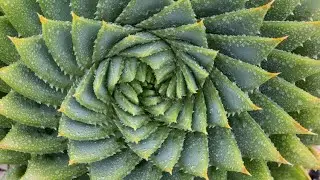 [Dota 2] - Nature Prophet - Thrash