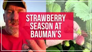 Strawberry Season at Bauman's