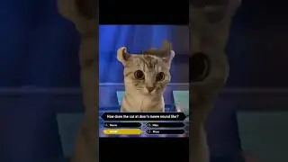 who wants to be a millionaire cat version.
