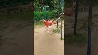 Raja doli