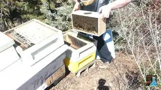 Install package bees without giving them all a headache.