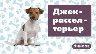 Джек-Рассел-Терьер агрессивен к ребенку