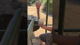 Hand feeding an ostrich
