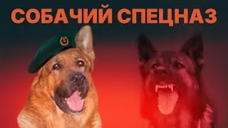 Собачий спецназ. Dog Special Forces.