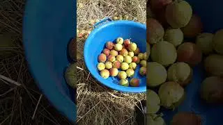 Тридцать пять груш в синий таз 6-ого Сентября