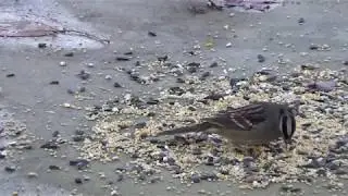 White-crowned Sparrow (Long Version)