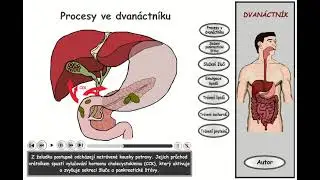 Trávení, část 13: Dvanáctník - souhrn (procesy v dvanáctníku)
