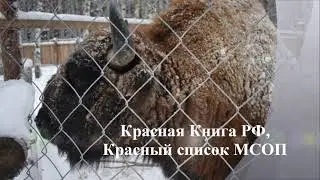 Зубры Муромского заказника l Итоги февральского учёта 2021