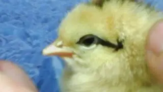 O nascimento de Hórus - Mini Galinha (Garnizé) - Bantam