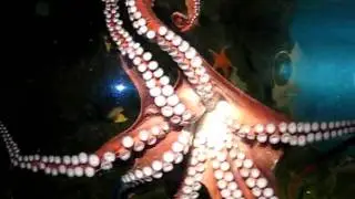 Octopus