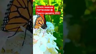🌸✅ПРОСТОЙ способ получить ПЫШНЫЕ ГОРТЕНЗИИ