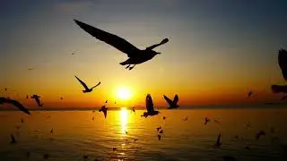 birds video 4k | birds flying effect | 2024