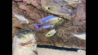 Dominant Cyprichromis leptosoma Kigoma F1 males - PISCES