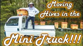 Epic Bee Colony Transport in a Mini Truck!