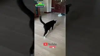 Зубарев l кот наркоман горе в семье😂🐱 